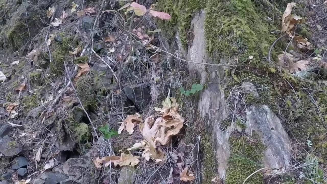 North Umpqua Steelhead Flyfishing