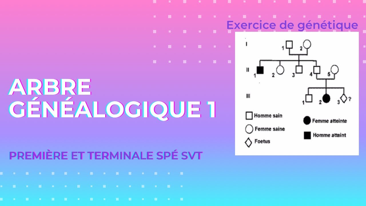 Exercice g&eacute;n&eacute;tique 🧬 - arbre g&eacute;n&eacute;alogique 1