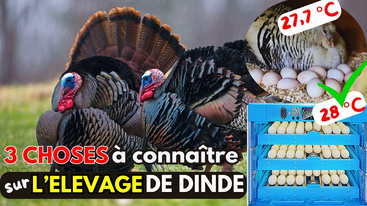 Elevage de Dinde est Rentable Plus que Les Poulets