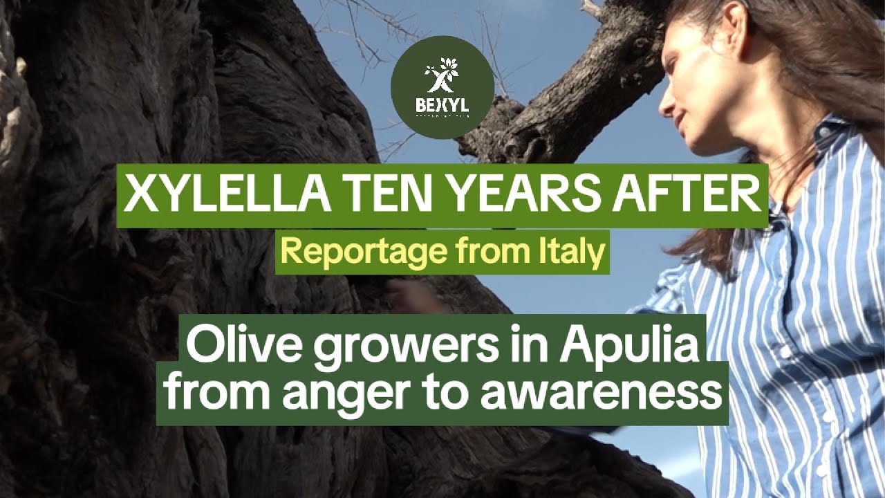 Olive Growers in Apulia: from anger to awareness