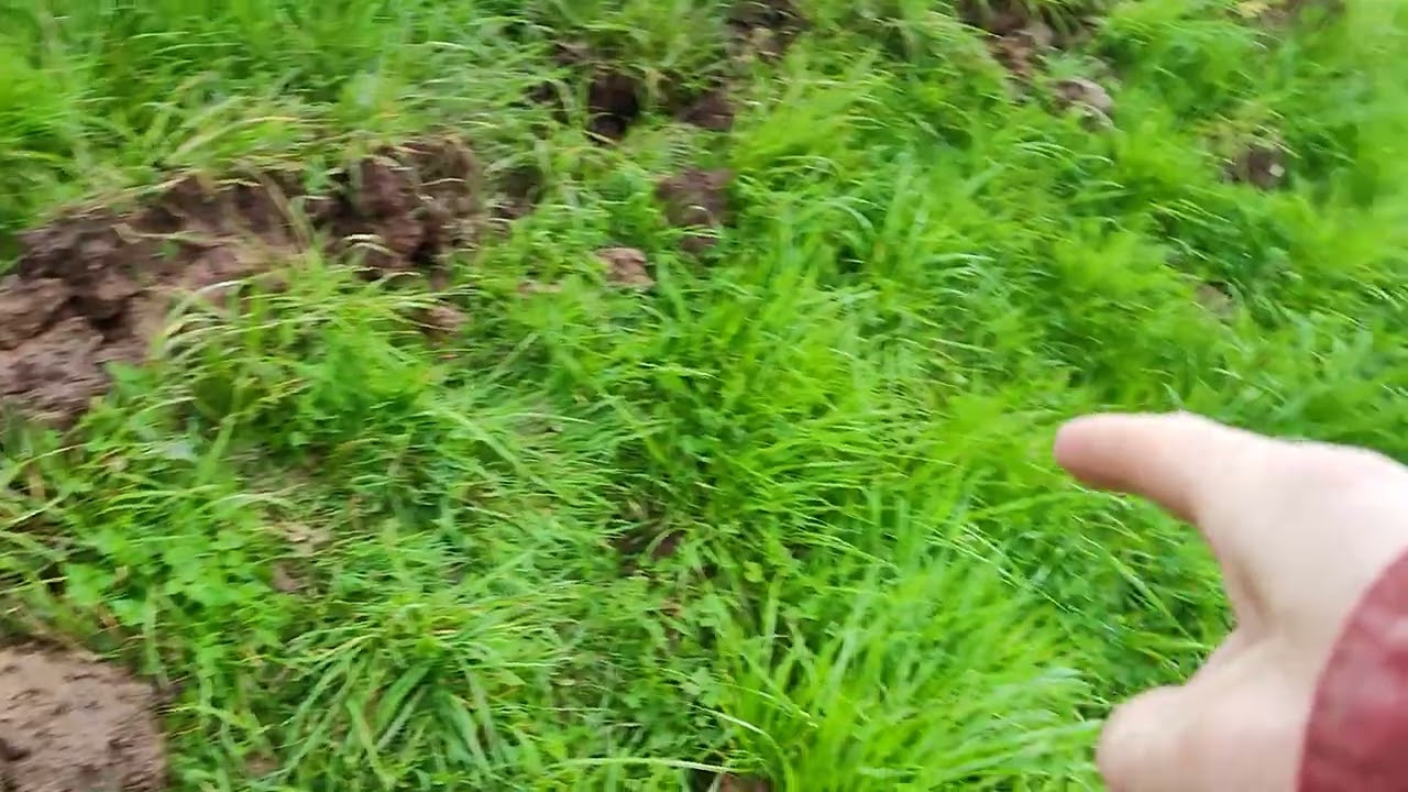 keyline o l&iacute;nea clave
