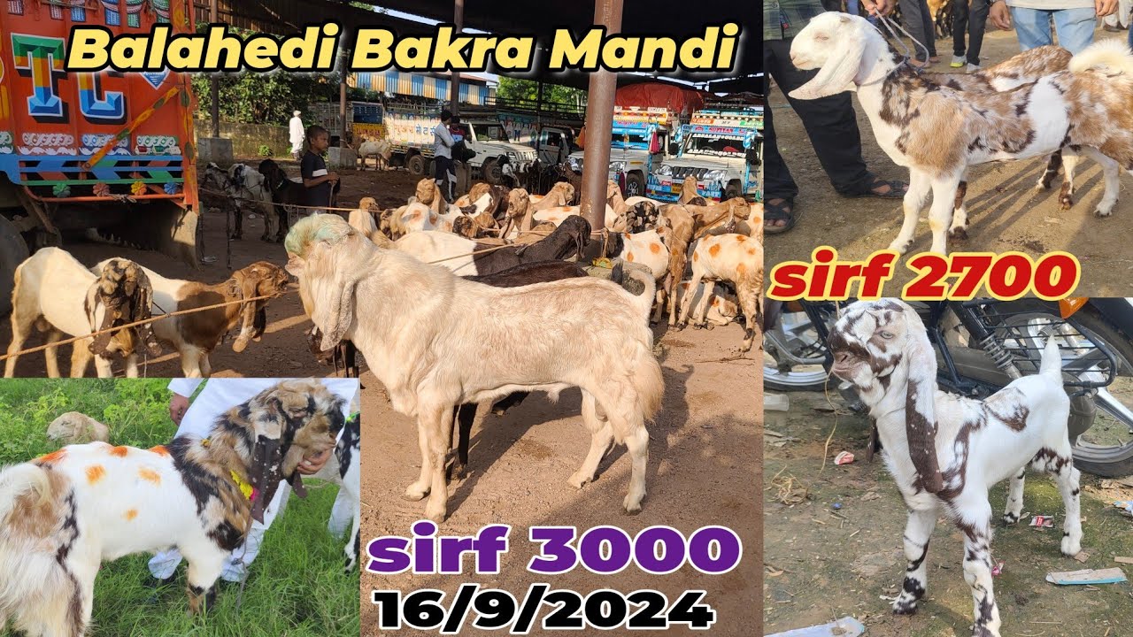 balahedi Bakra mandi live update 16/9/2024 Aaj Mandi mein bacche saste the totapuri aur Mewati