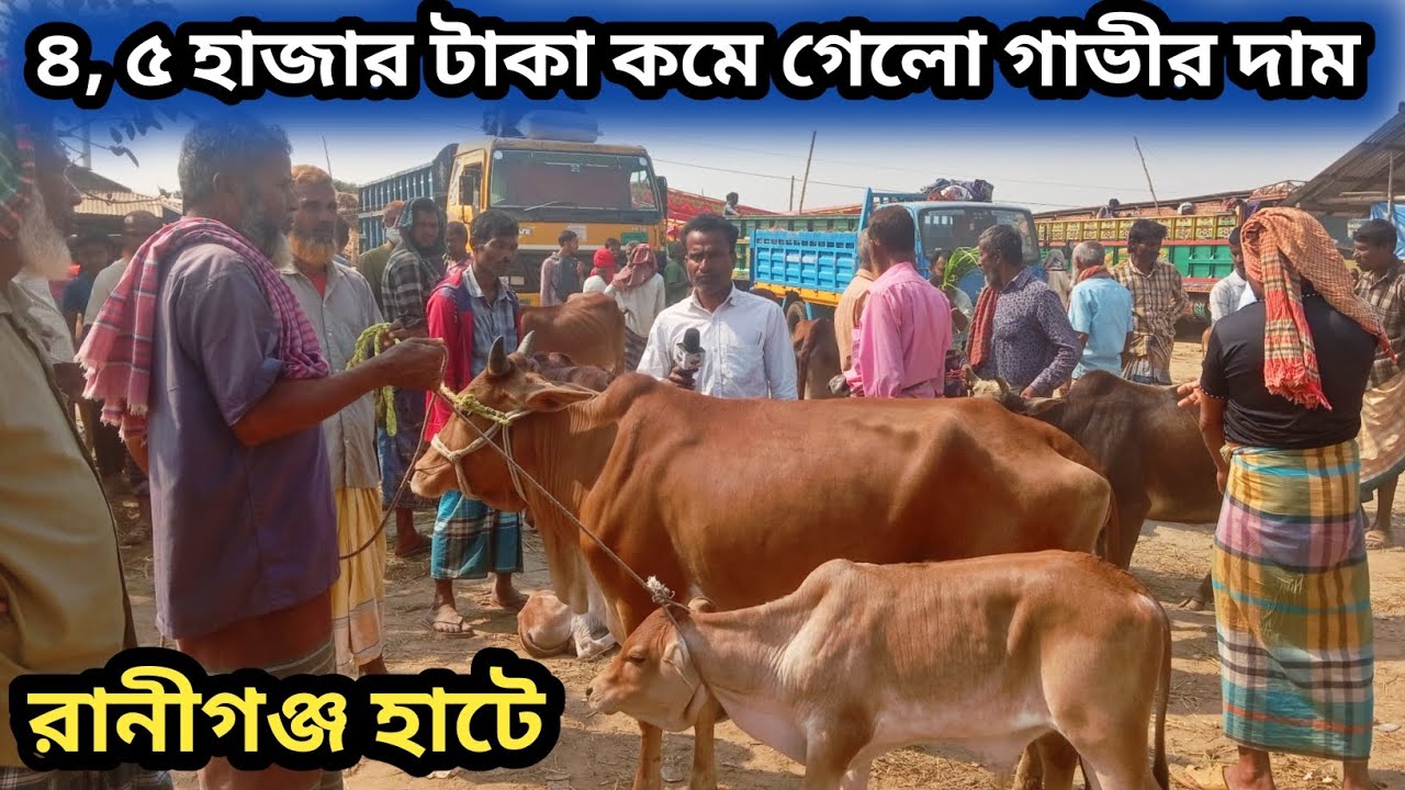 ২৬/২/২৬ | শাহিওয়াল জাতের এবং দেশাল জাতের বাচ্চা সহো গাভী তুলনামূলক একটু কমে গেল দাম রানীগঞ্জ হাটে!