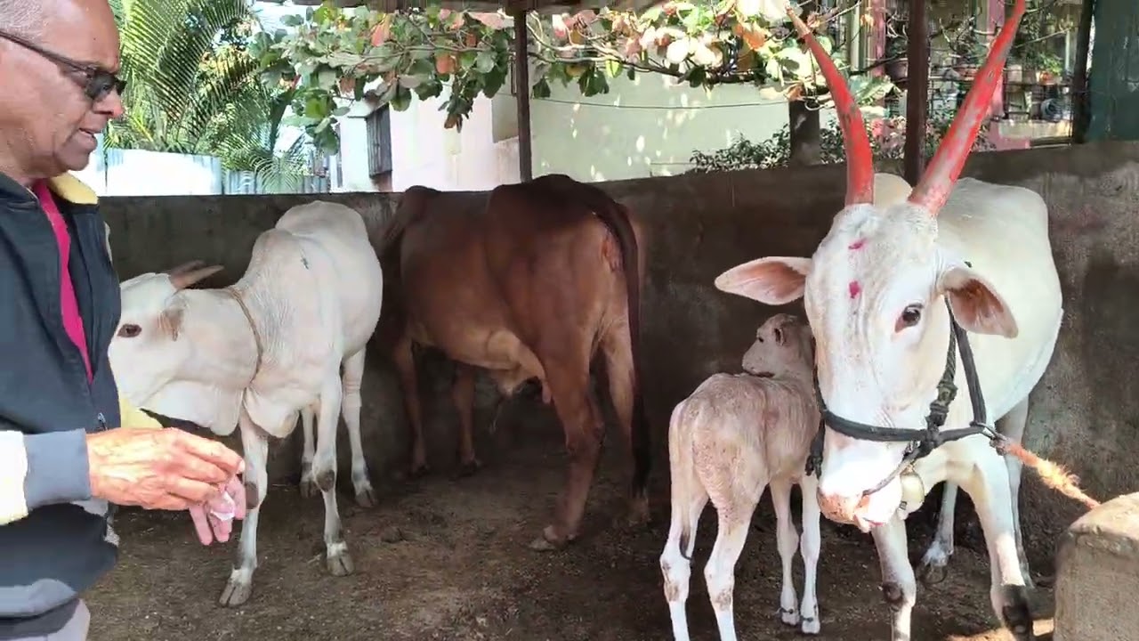 Narasinh Prabhune gau seva for geeta Olympiad 2025