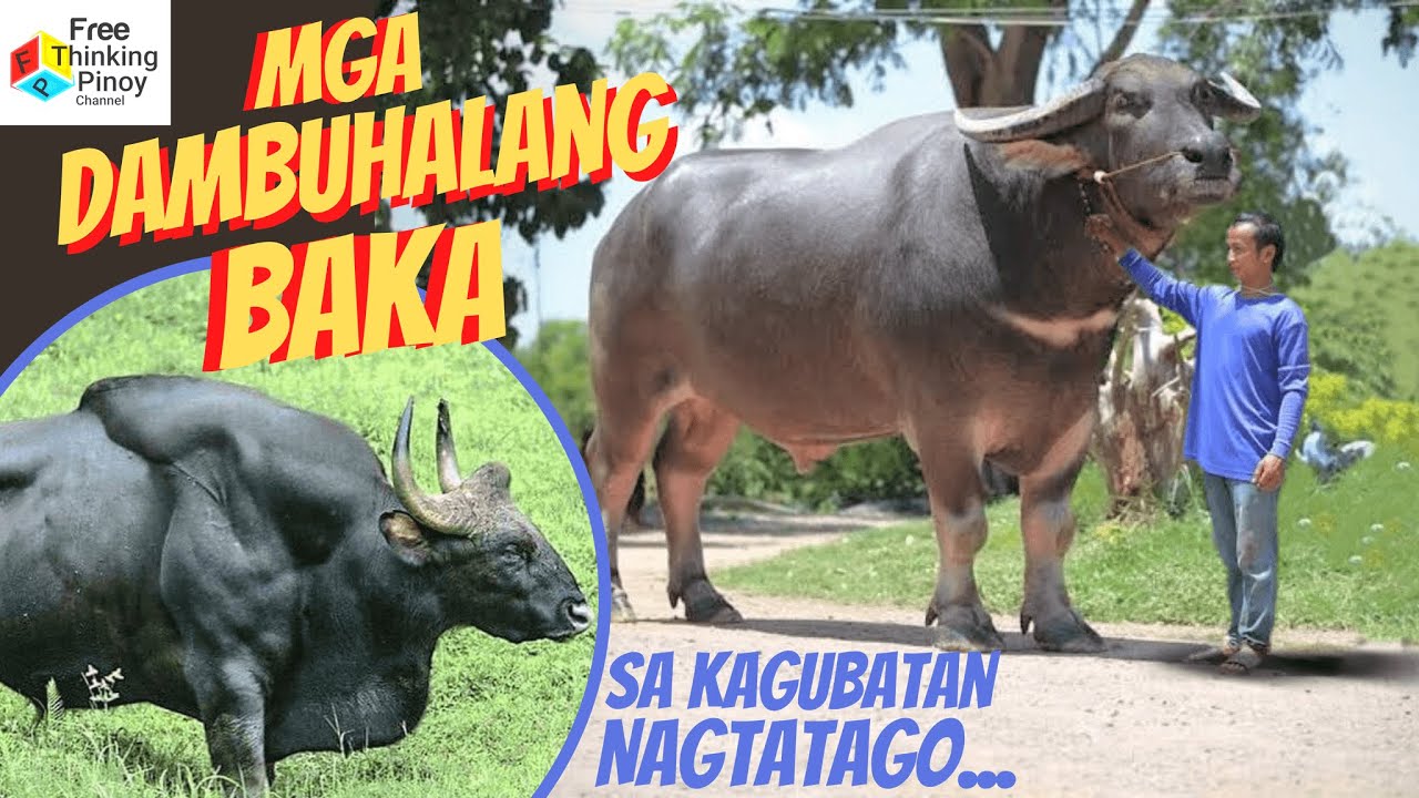 10 Dambuhalang Uri ng Buffalo | Top Biggest Wild Bovine