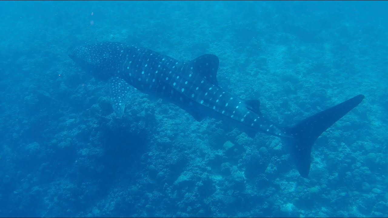Walhaibegegnung vor Dhigurah (Malediven)