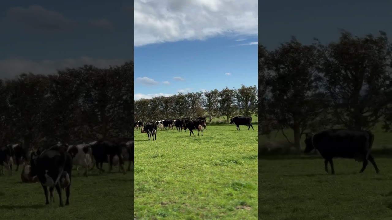 New zealand dairy farm