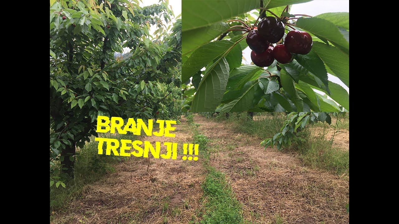 IZ NJIVE: Beremo tresnje sorta Burlat