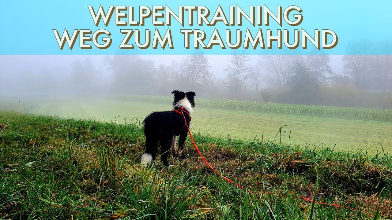 Nachhaltiges Training mit dem Border Collie Welpen 4,5 Monate
