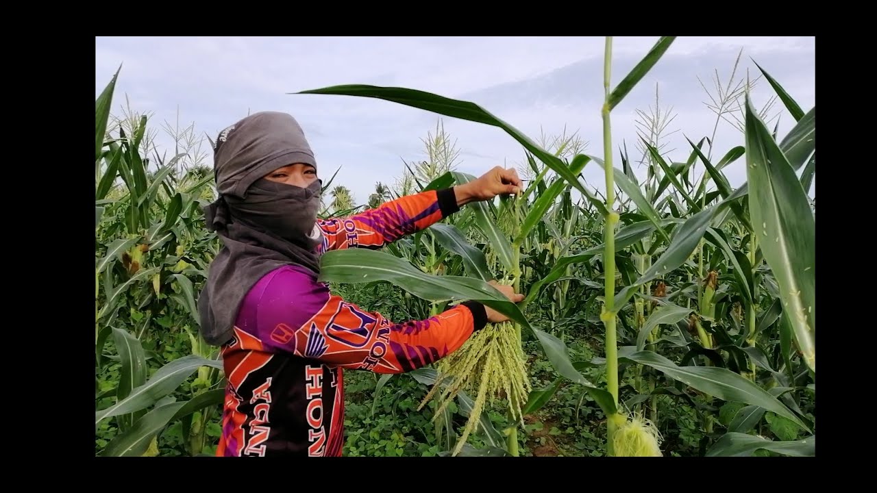 Nganong  Kuhaan Man ug Banay Ang Mais?/ COrn Detasseling
