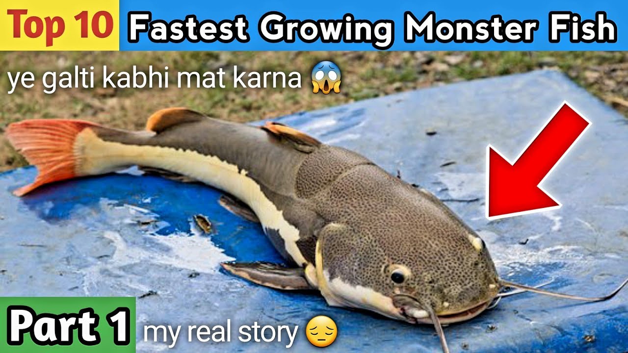 *New* Top 10 Fastest Growing Monster Fish Arapaima Arowana Alligator Gar Aquarium Pond India Part 1