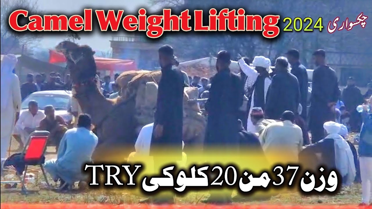 Camels Weight Lifting Competition Chakswari Azad Kashmir | Village Mela | Hammad Official