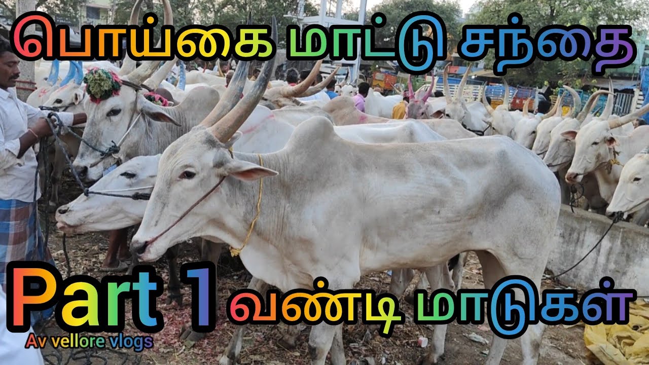 29/04/2025 part 1 வண்டி மாடு /vellore poigai mattu santhai /வேலூர் பொய்கை மாட்டு சந்தை