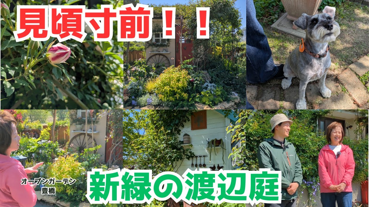 【バラ企画】バラ咲いていないのに最高！？新緑の渡辺庭へGO【萌え庭】【2025年】