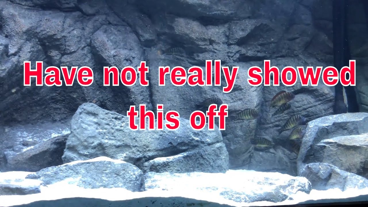 2 Fish tanks -1 you NEVER seen like this | Jay Wilson