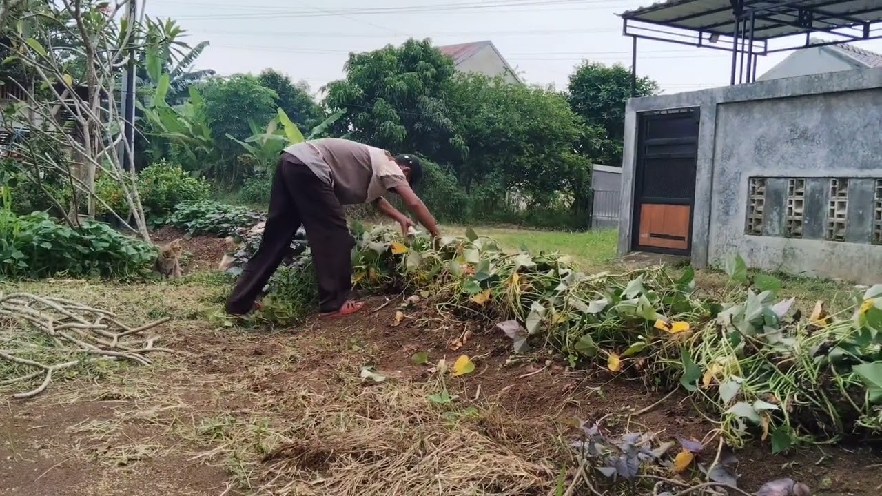 CARA MERAWAT UBI JALAR UNGU AGAR BANYAK ISINYA DILAHAN BEBAS !!