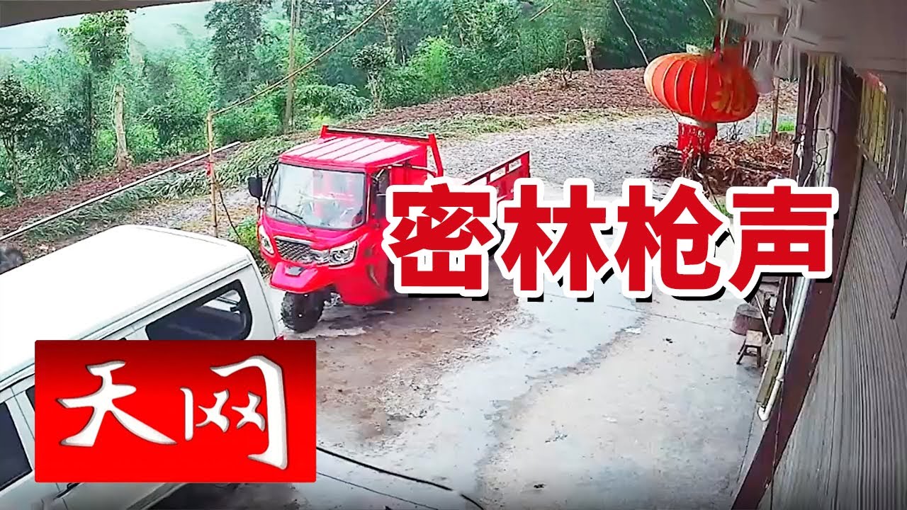 《天网》一条自称杀人的短信 林中的枪声 究竟是意外 还是一场精心策划的阴谋？20250722
