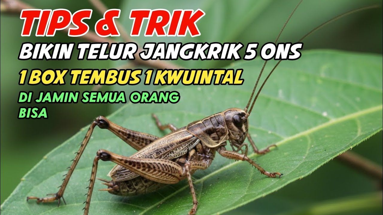 CARA MUDAH BIKIN JANGKRIK TEREK 1 KWINTAL