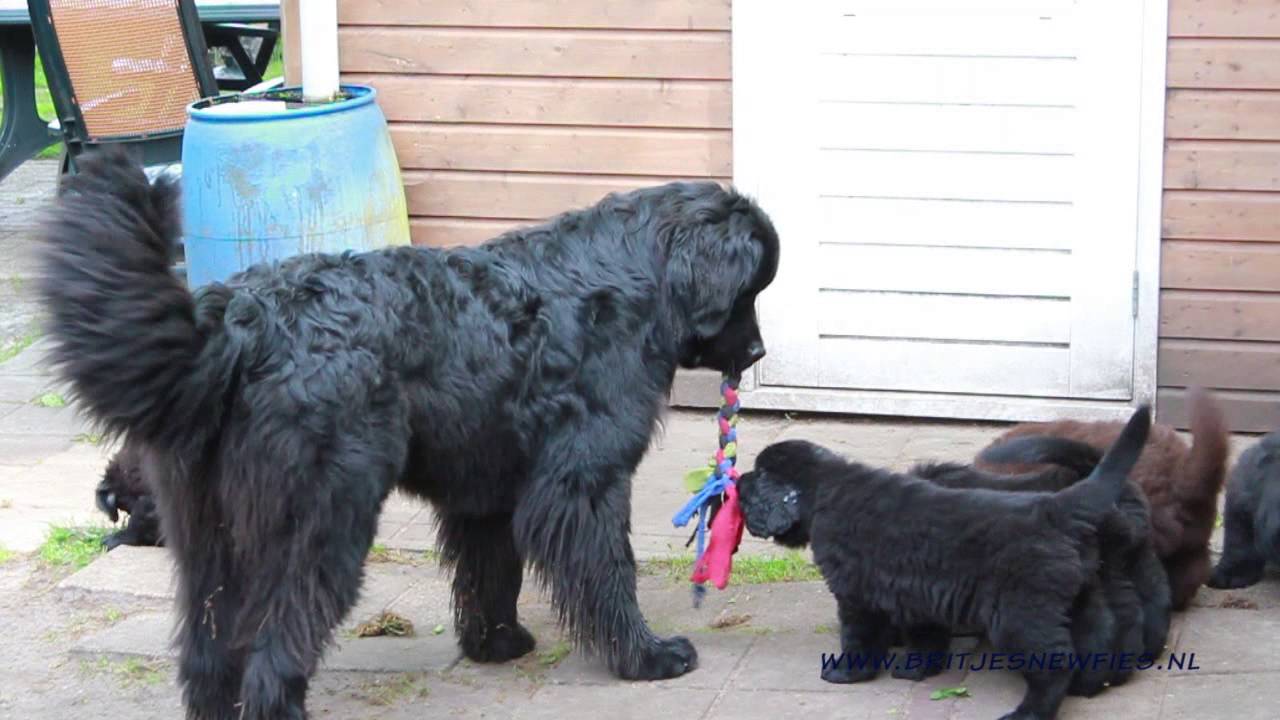 newfoundlanderpups van Jamiro en Zoë week 8