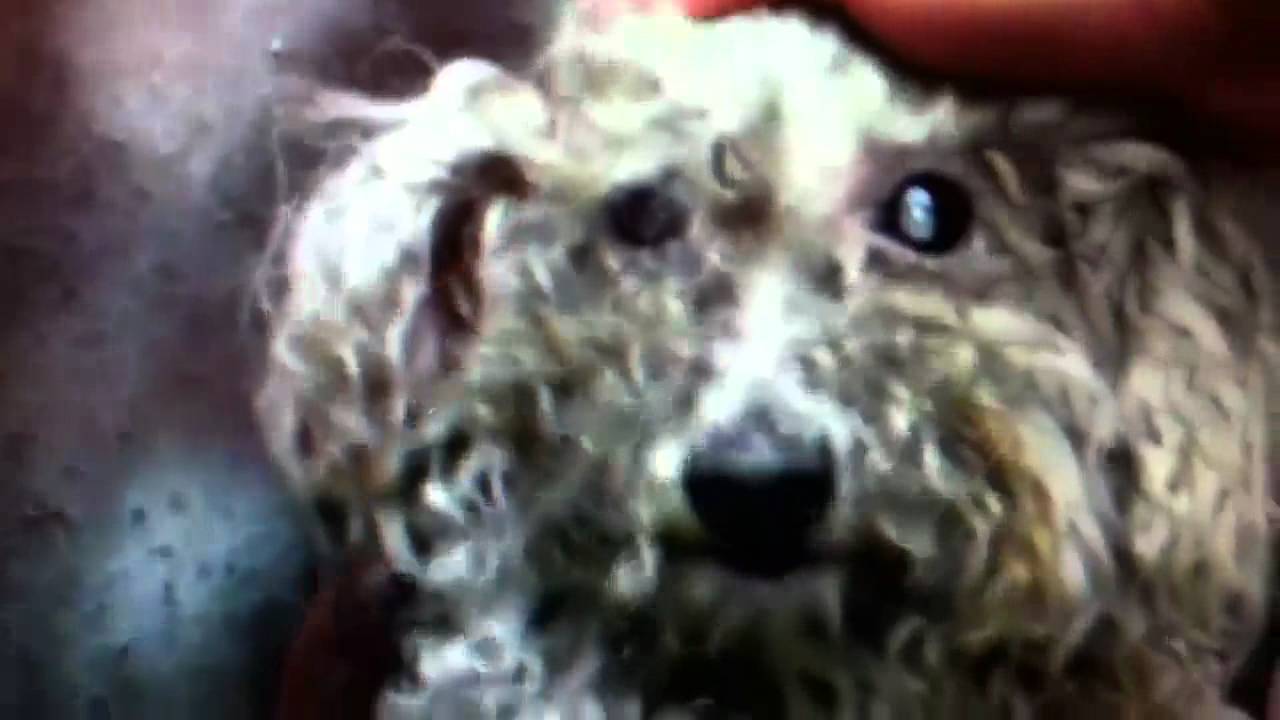 Blind dog found in an area of discarded trash and junk - a must see video for everyone