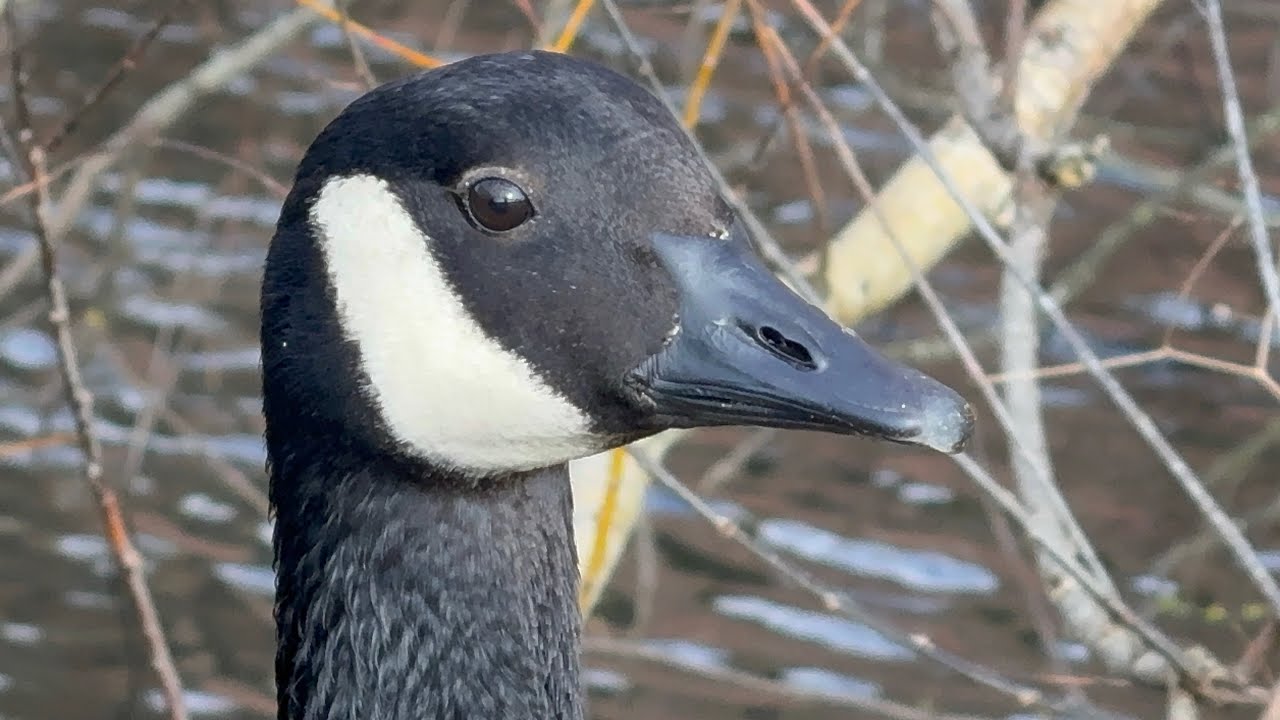 Geese Couple Are Back For The Spring! Having Seeds & Observing Behaviour. 4 February, 2026. 