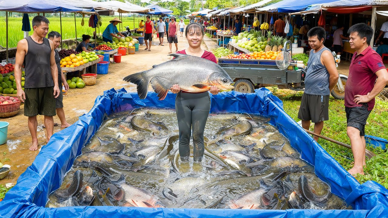 Harvesting Lots Of Big Fish, Use 3-Wheeled Truck Transport Many Fish Go To Market Sell