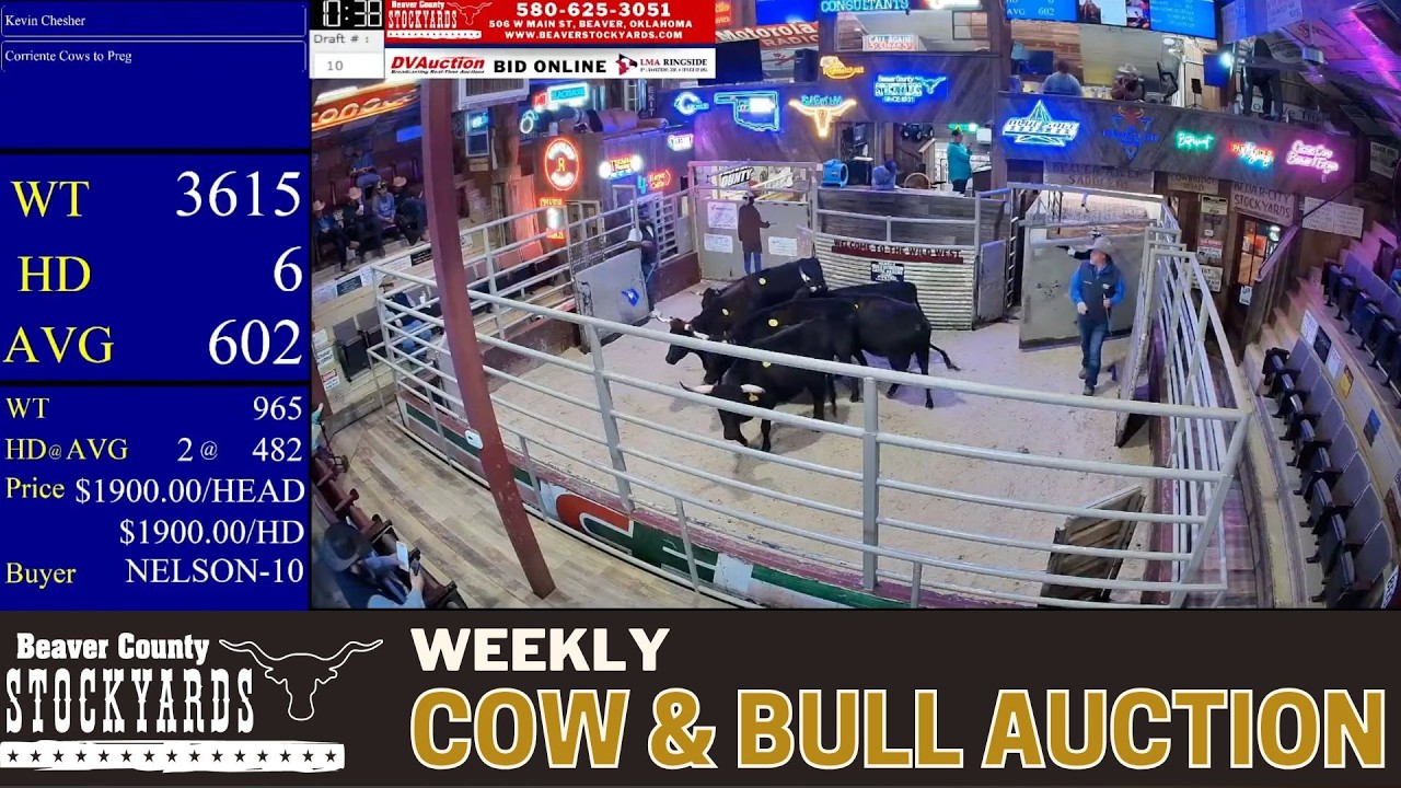 Oklahoma Cow Market LIVE Today | Beaver County Stockyards Bull & Female Auction | Feb 23, 2026