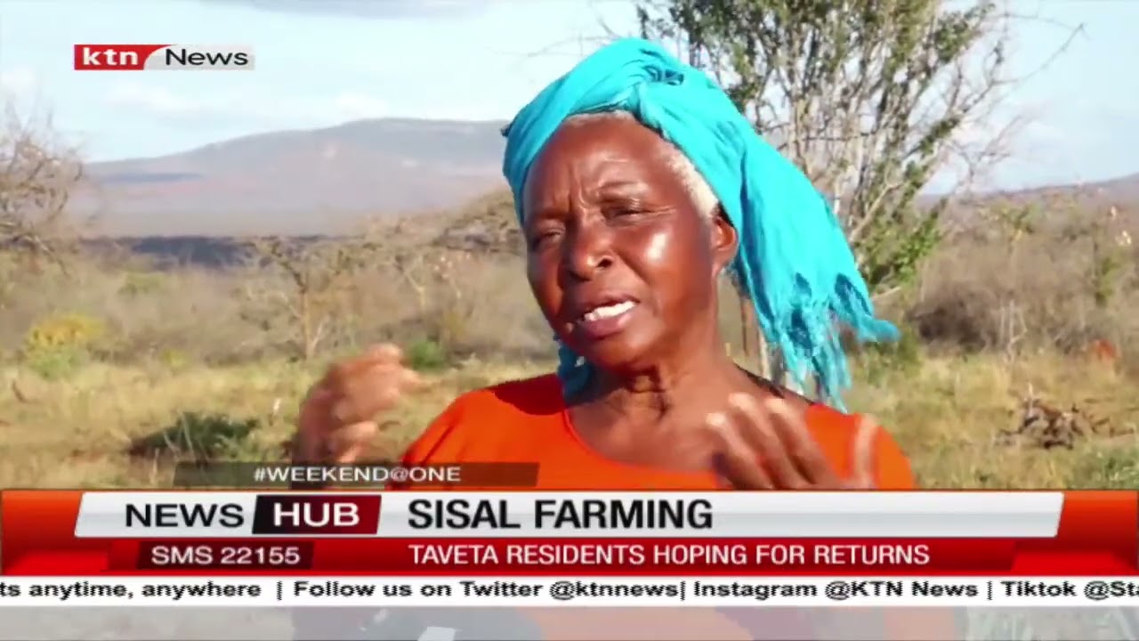 Taita Taveta farmers venture into mass sisal farming due to reduced rainfall