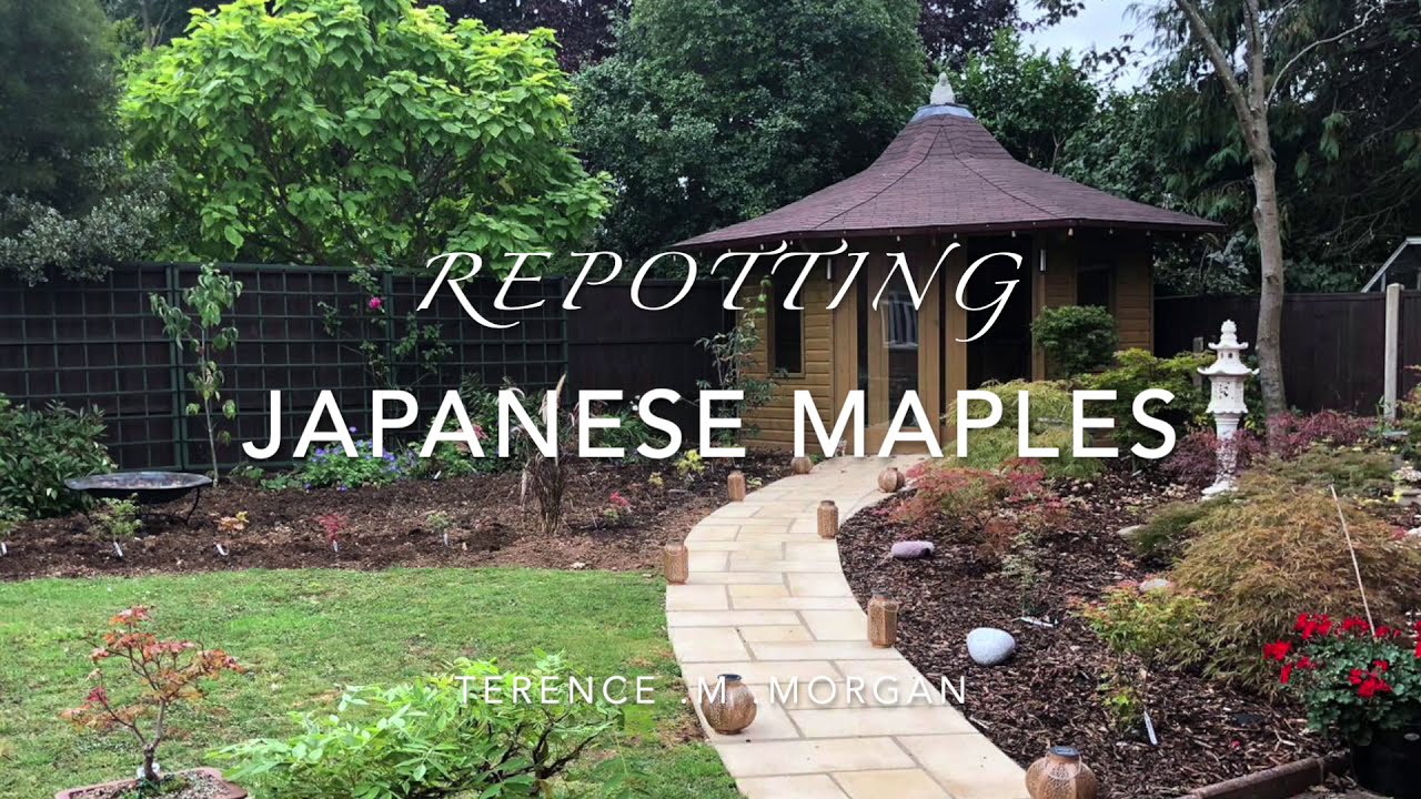 japanese maple repotting   HD 1080p
