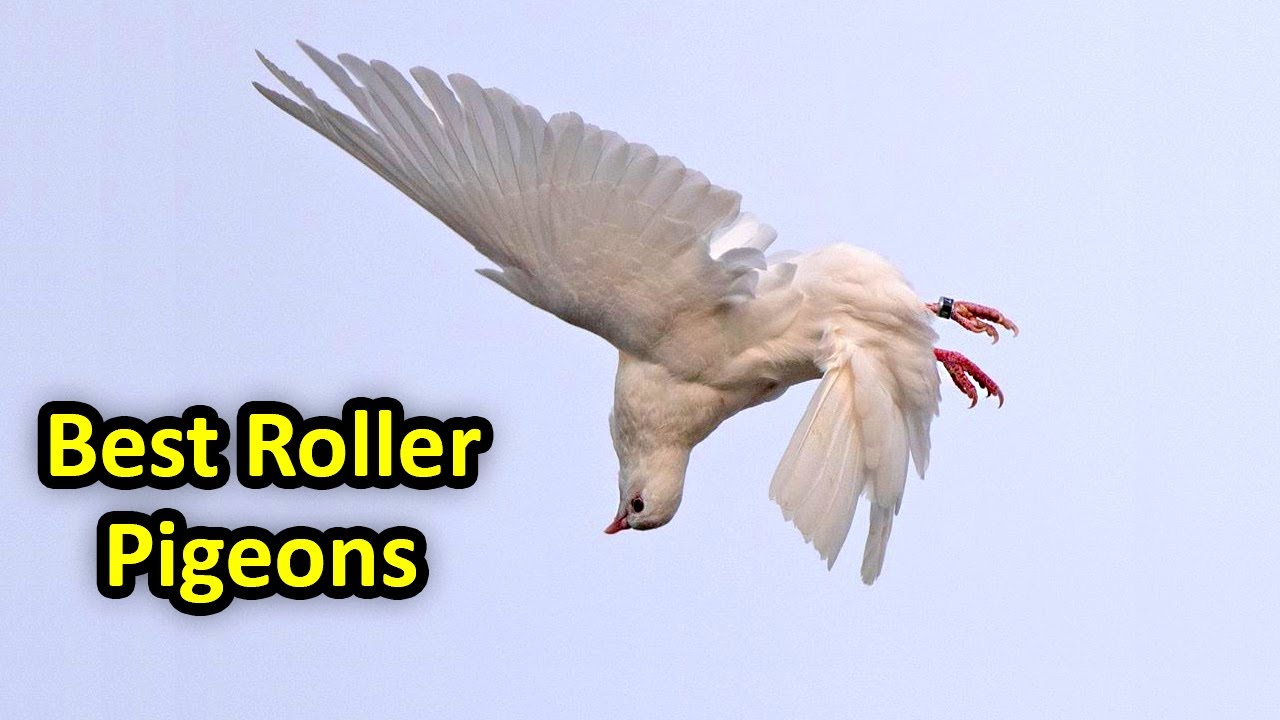 ডিগবাজি দেওয়া সেরা ৪টি কবুতর | 4 Best Roller Pigrons | Amazing stunts of Galatz