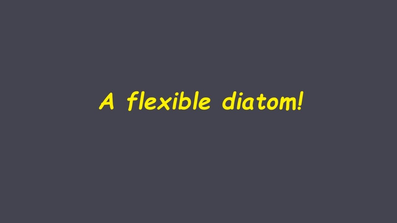 A flexible diatom!  Can a flexible diatom exist?