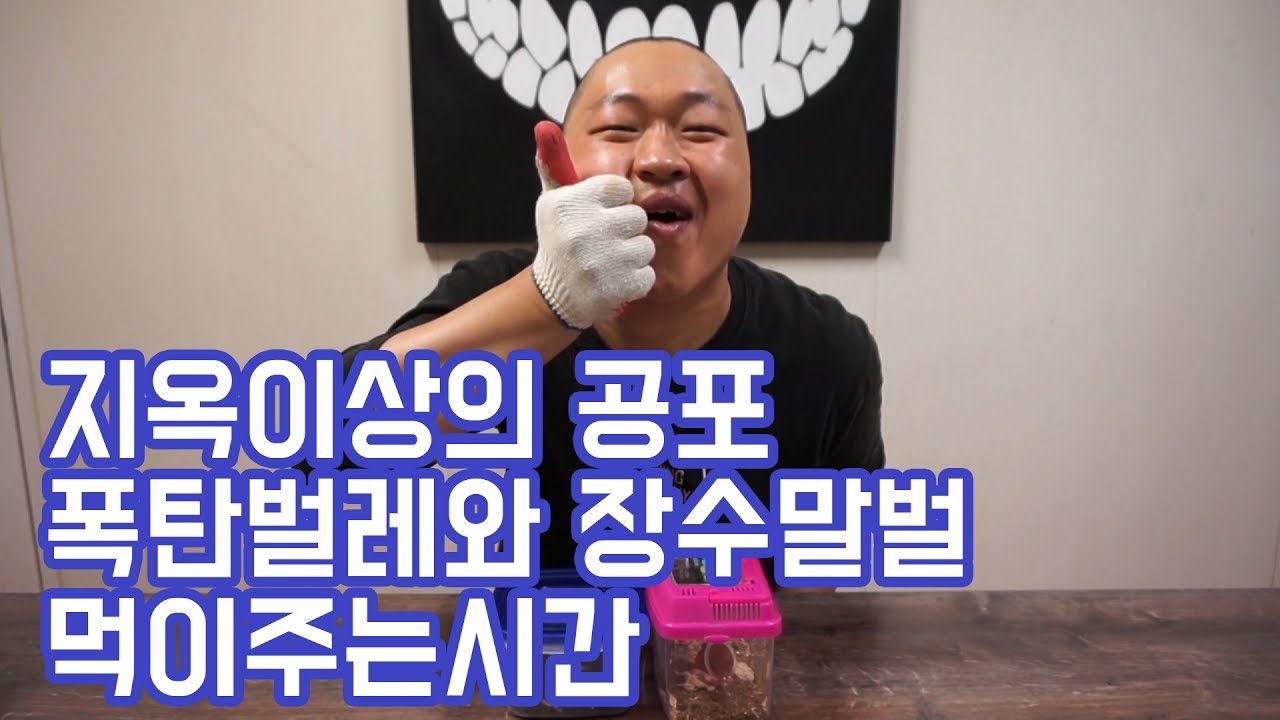 [도깨비] 지옥이상의 공포 폭탄벌레와 장수말벌 먹이주는시간