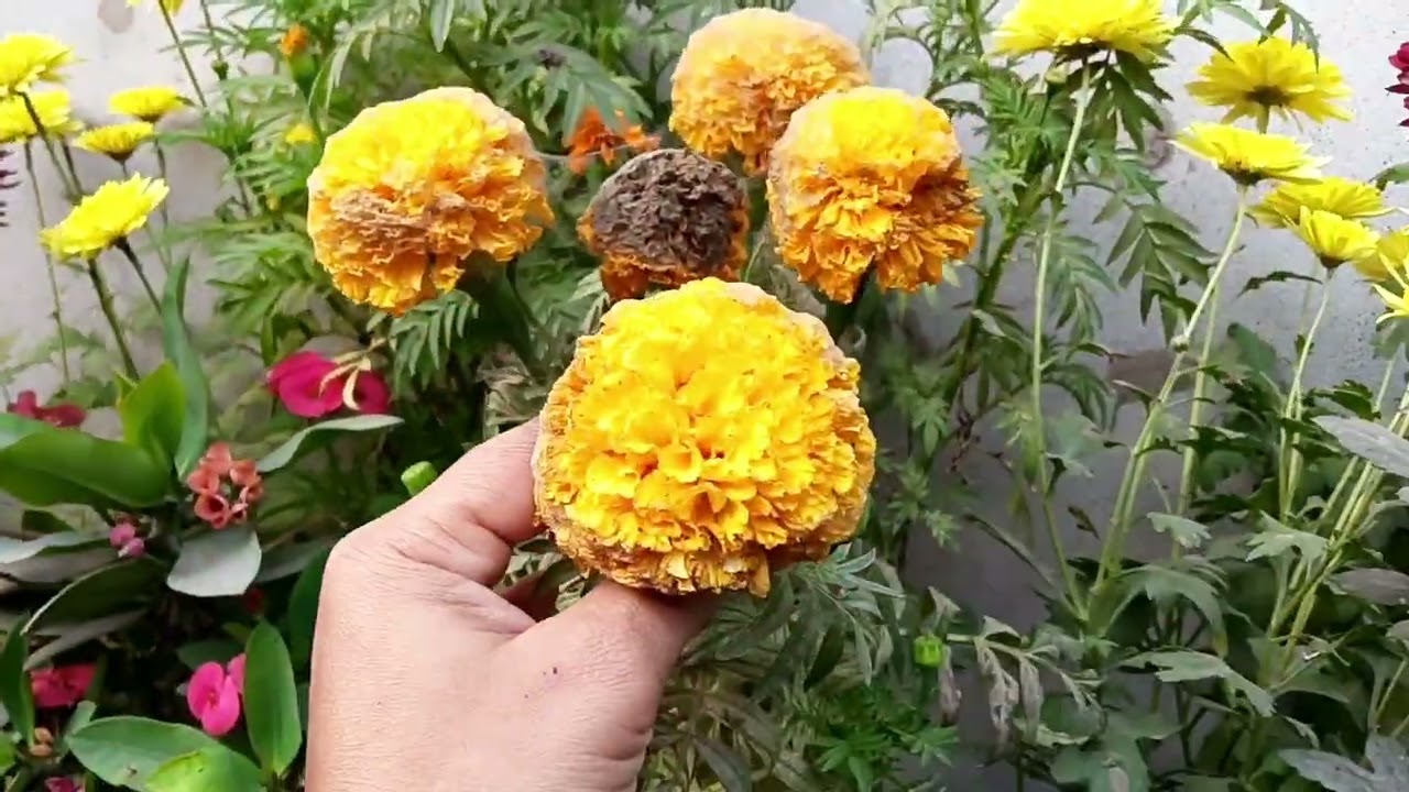 বড় জায়ের শখের গাছপালা শেয়ার করলাম, আমার বাগান পানি শূন্য হয়ে আছে ||#roofgarden #এসোবাগানকরি 