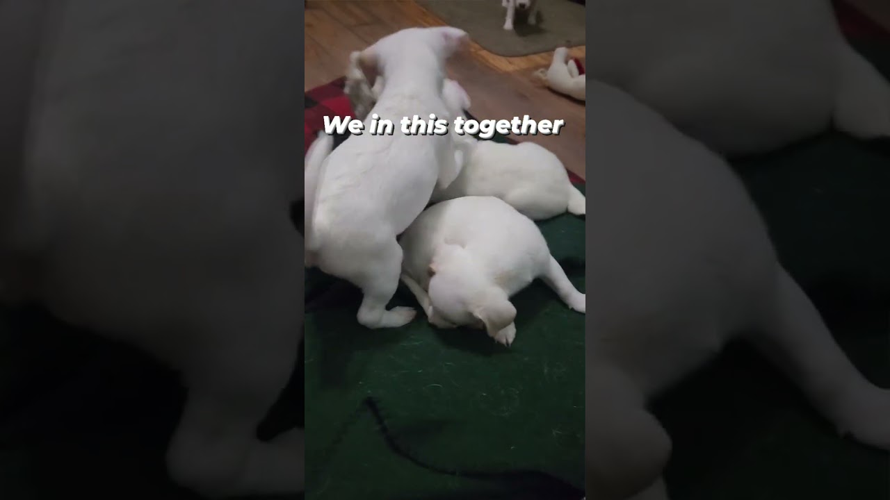 Puppy Adventure 10 #share #shorts #viral #dogs #puppy #funnydogs #youtubeshorts #pets #puppyvideos 