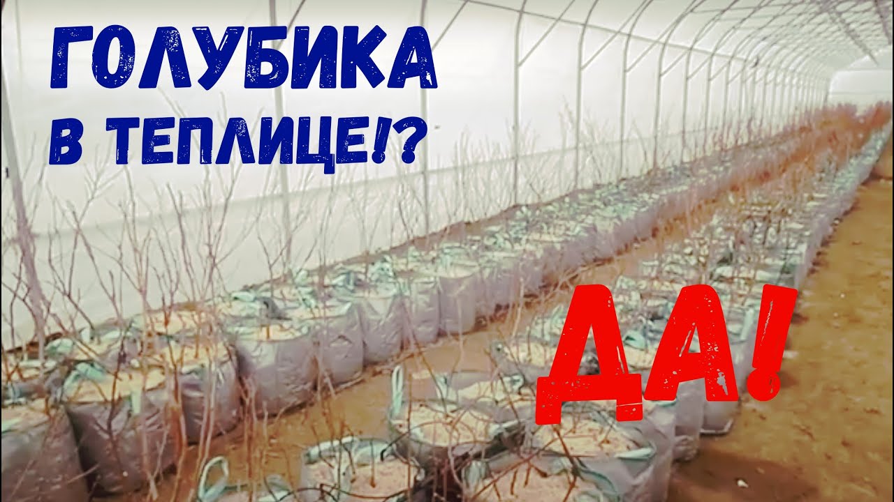 Голубика в теплице