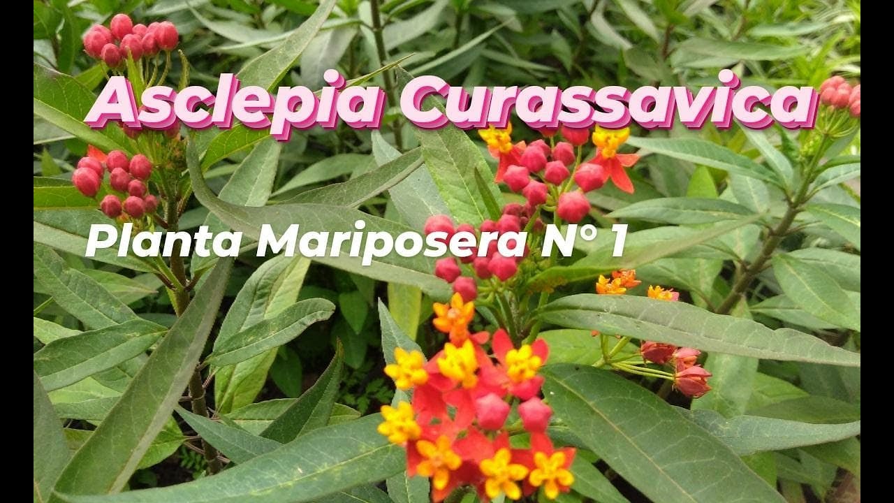 Asclepia curassavica PLANTA MARIPOSERA N° 1 - 🌷🌼🌻🌺