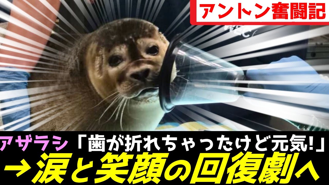 アザラシ幼稚園、奇跡の回復ストーリーが始まってしまうｗｗｗ