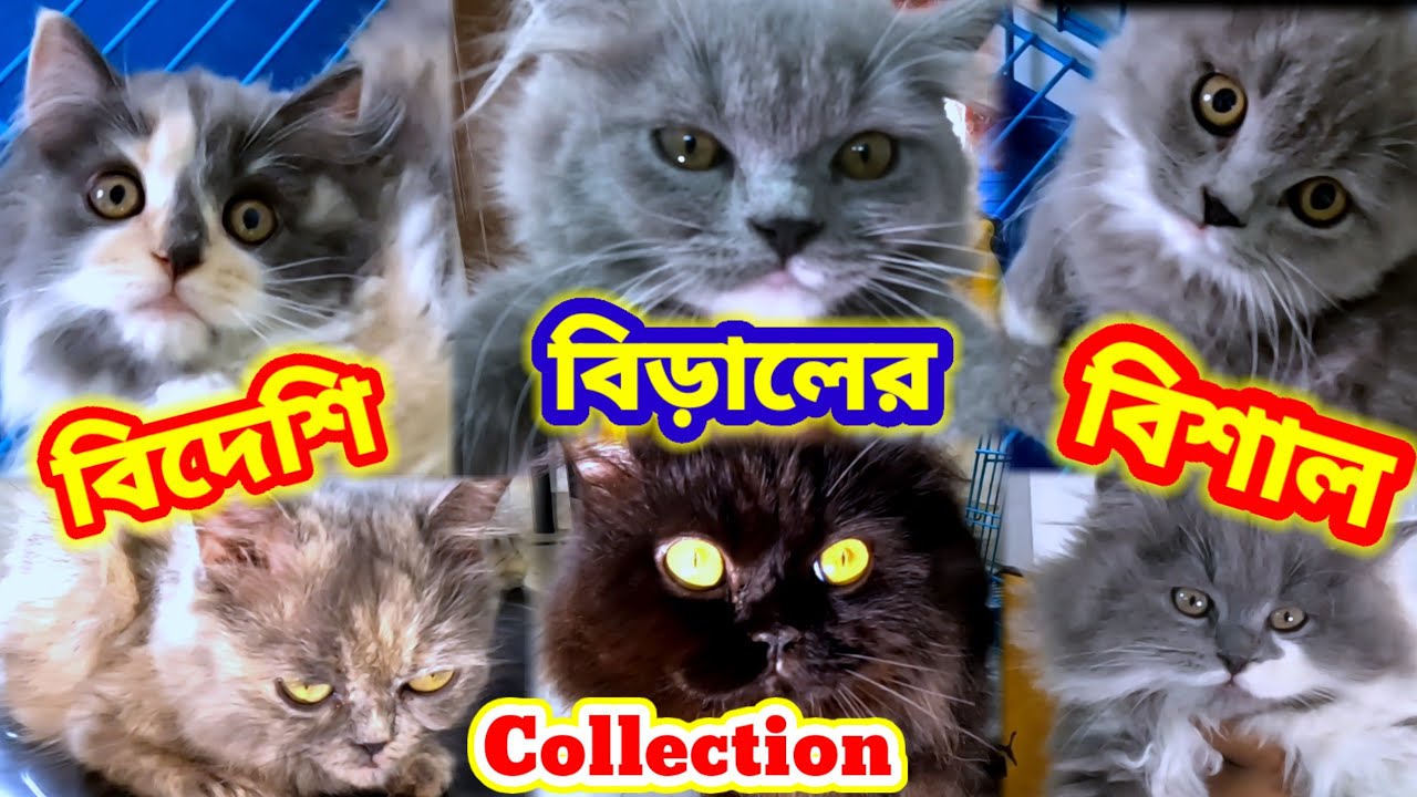 বিদেশি cat বিশাল Collection🤗Persian cat Price kolkata🤗Cat Price