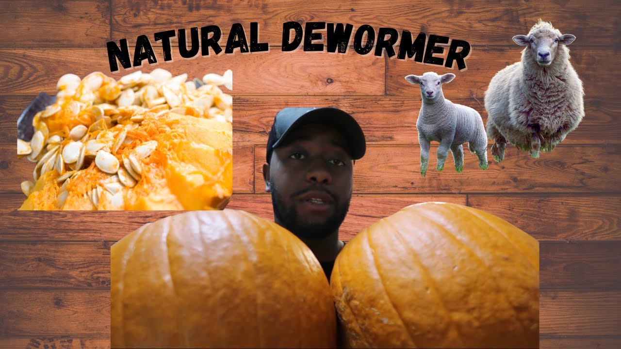 A Natural Sheep Dewormer Using Pumpkins