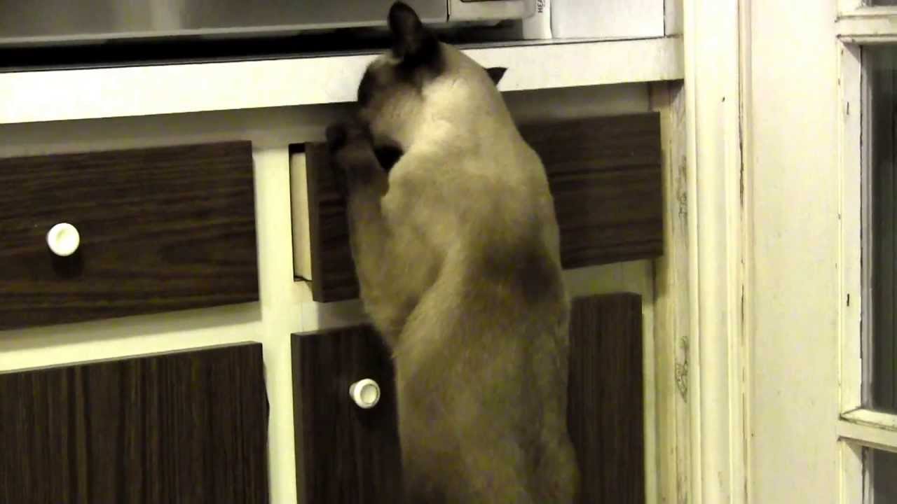 Smart Siamese Cat opens upper drawer to retrieve his toy almost as fast as a person!
