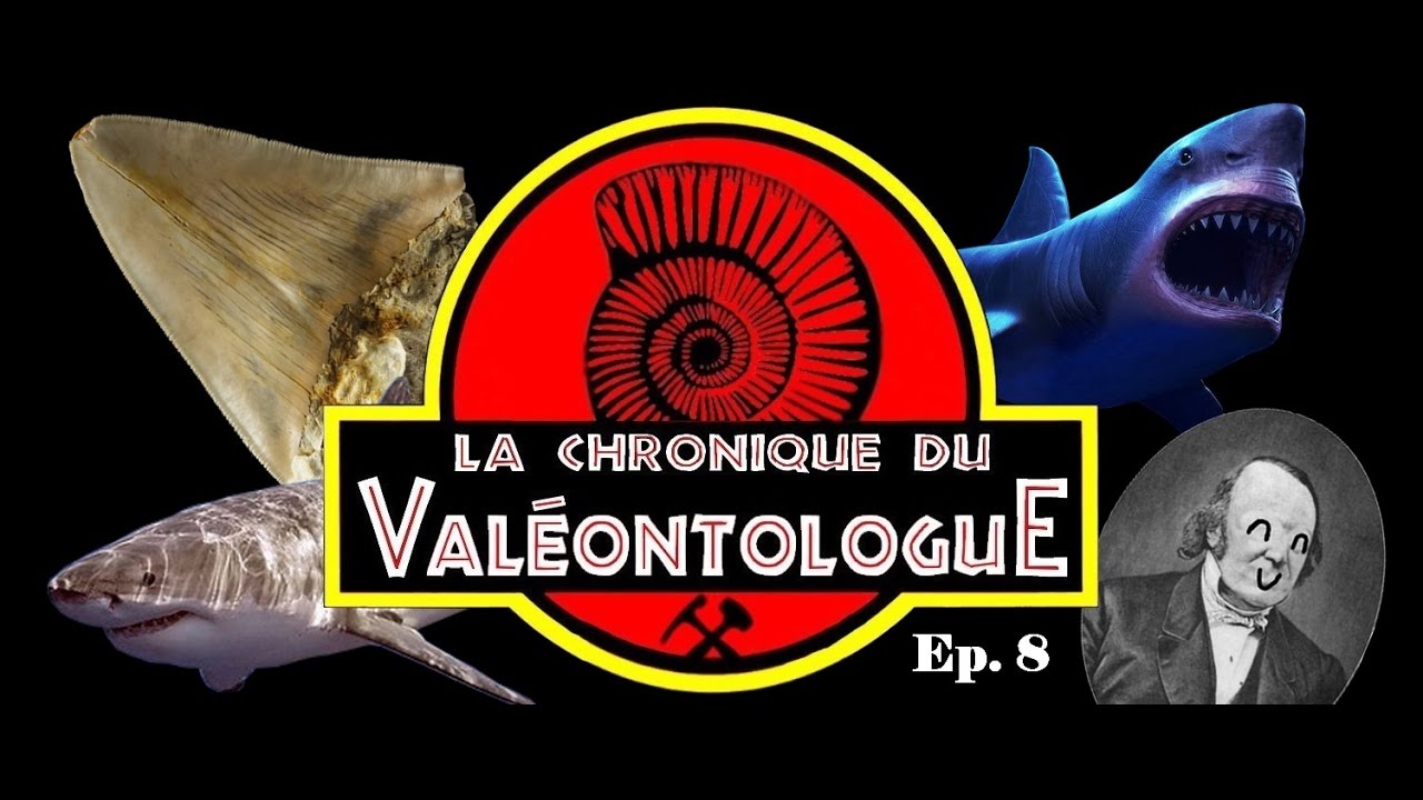 LCDV 08 - Le Mégalodon