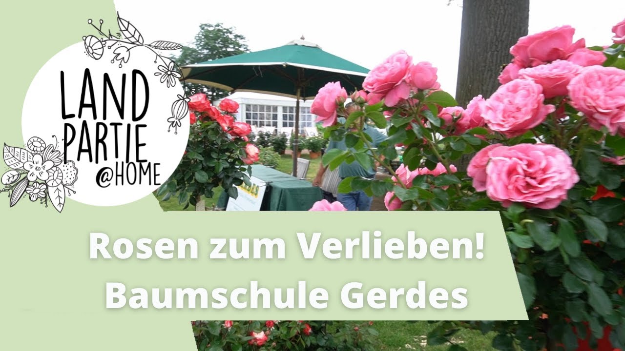 Rosen | Leonardo da Vinci Rose | Blumen Gerdes