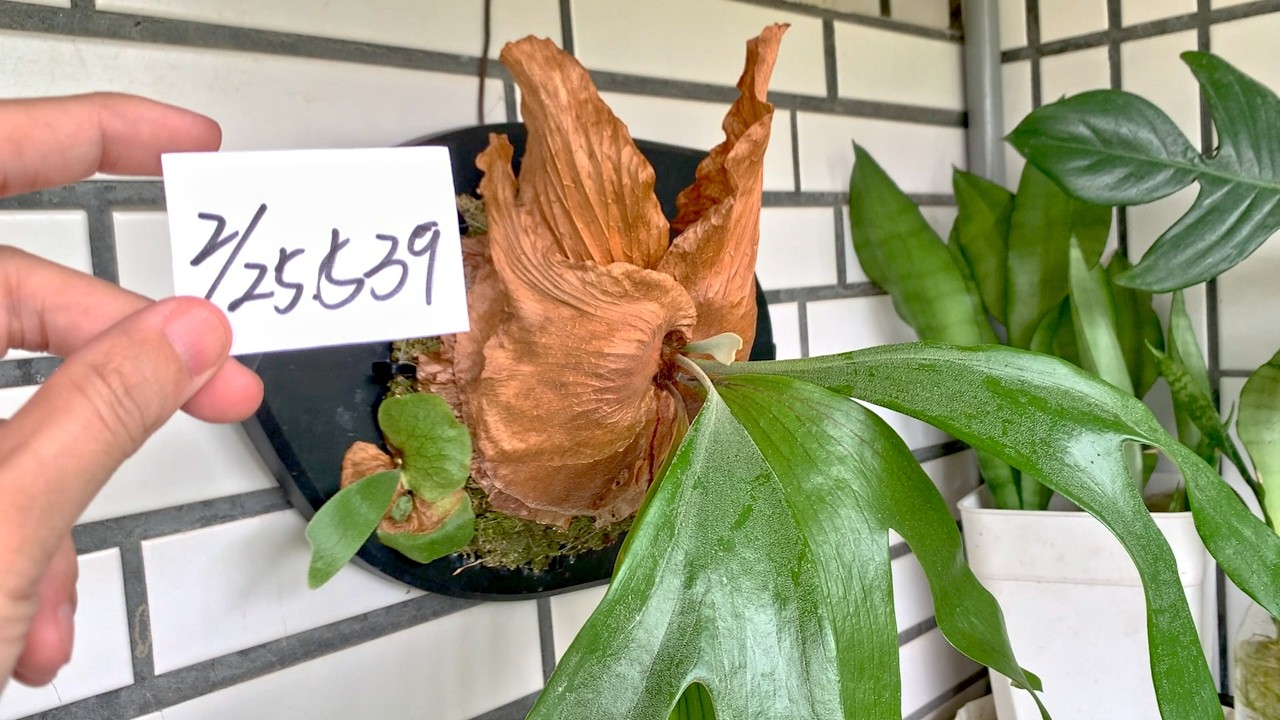 (植栽539) 2月25日(三)三角鹿角蕨新的葉子呈現愛心形狀之後就會分成兩邊！