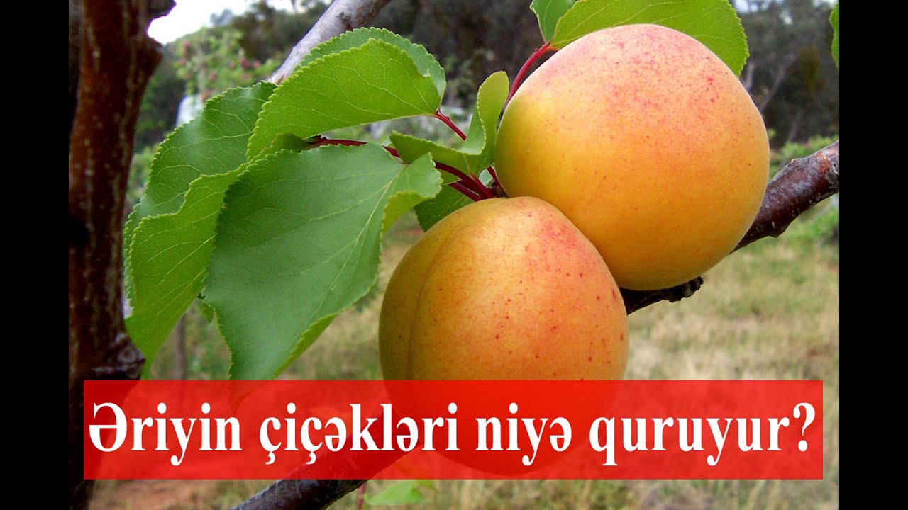 Ərik ağacının çiçəkləri niyə quruyur?