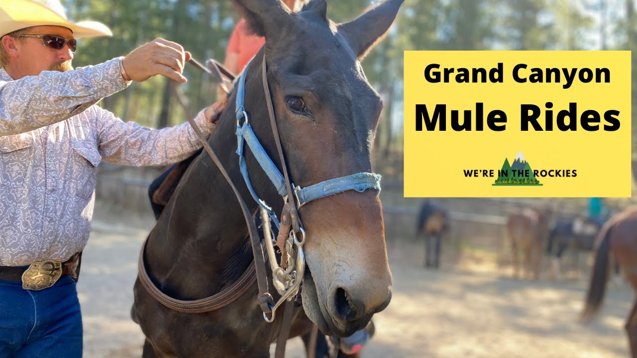 What to Know About Mule Rides at the Grand Canyon [North & South Rims, Booking, What to Expect]