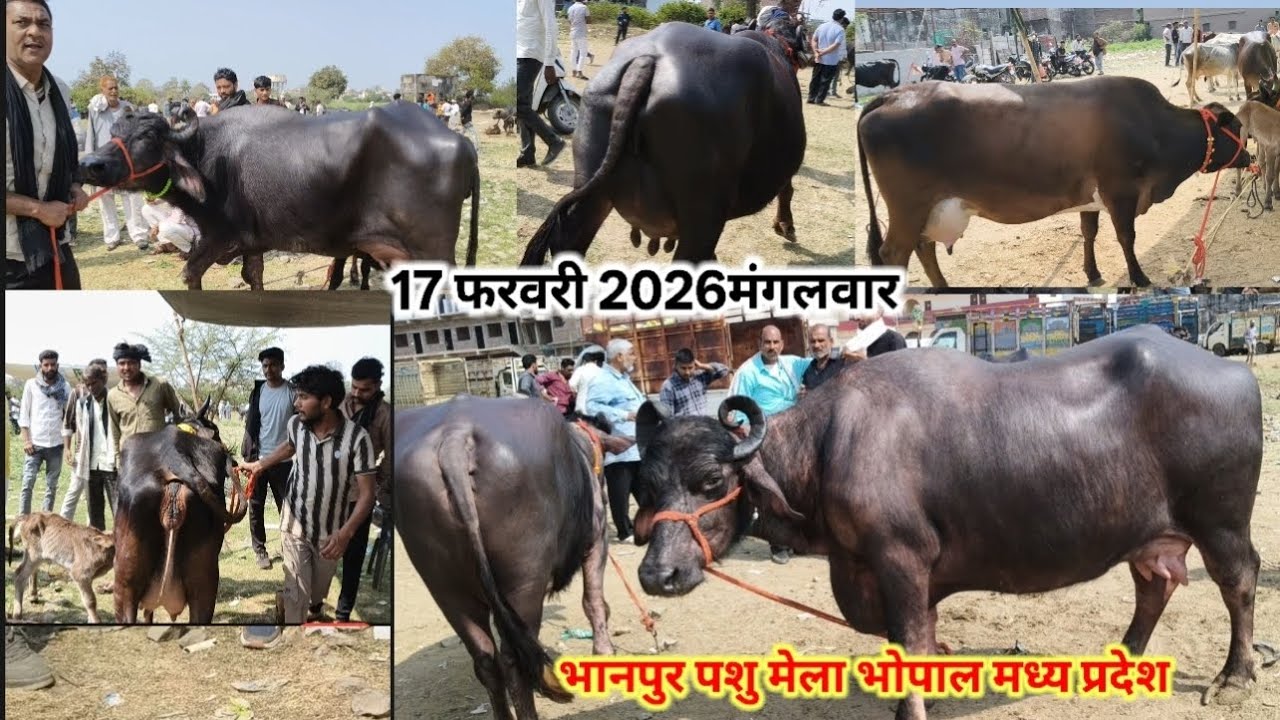 शानदार गाय भैंस भानपुर पशु मेला भोपाल।। ताजी और बाखडी गाय भैंस ।। Gay murra bhains 