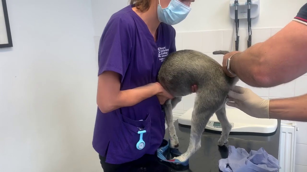Monty the mini-schnauzer has anal glands emptied at Vets