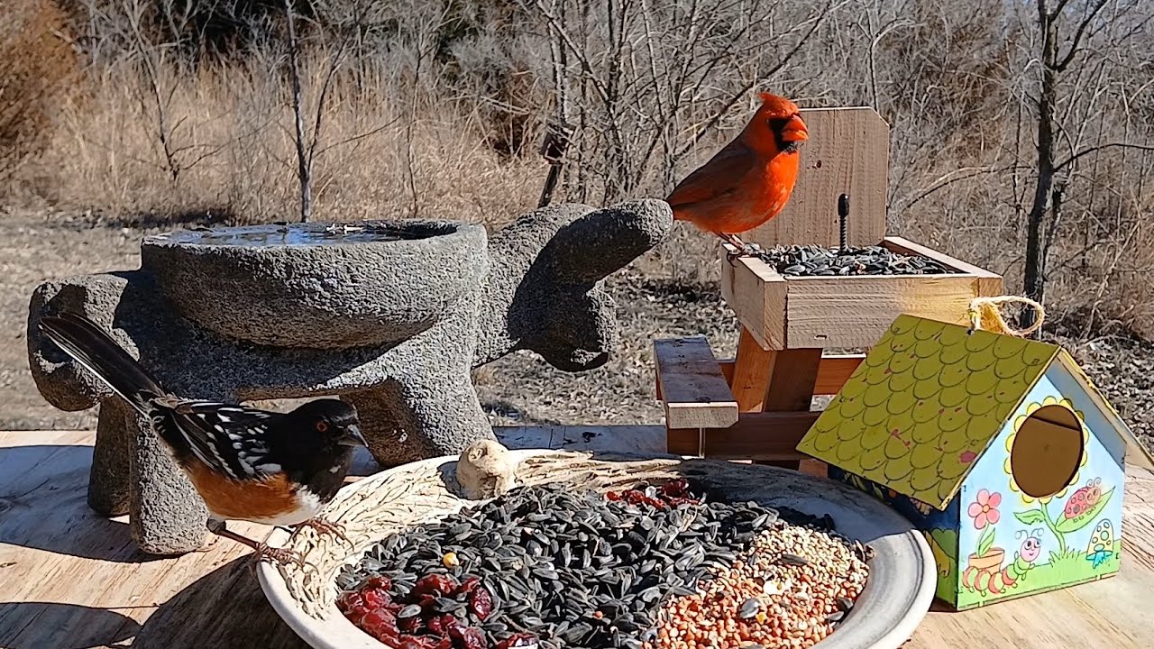 Relaxing nature sounds of feeding birds
