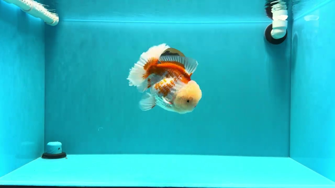 AAA Grade Polkadot Red White Oranda Male 6-6.5 inches #030626OR_19