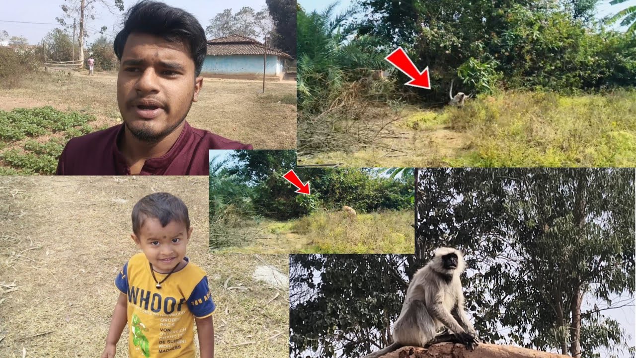 Ghar per Bandar a chuka hai...##Bandar a chuka hai##_💪🏻🚩🐒🐕‍🦺🌳😎
